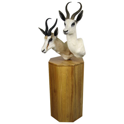 Double African Antelope and African Blonde Blesbok Taxidermy Mounted on Base