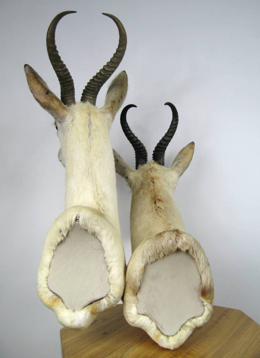 Double African Antelope and African Blonde Blesbok Taxidermy Mounted on Base - Image 8